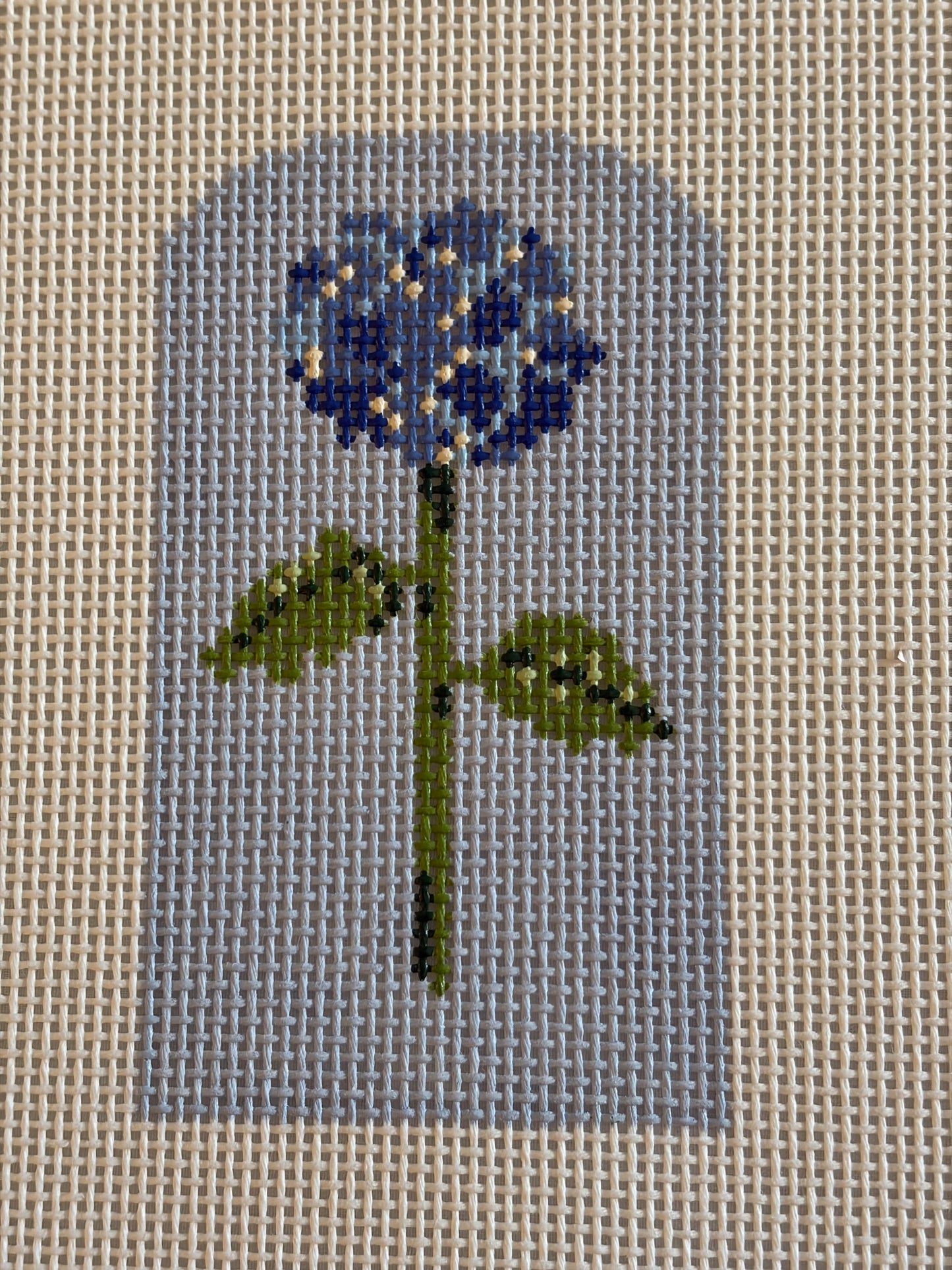 Hydrangea