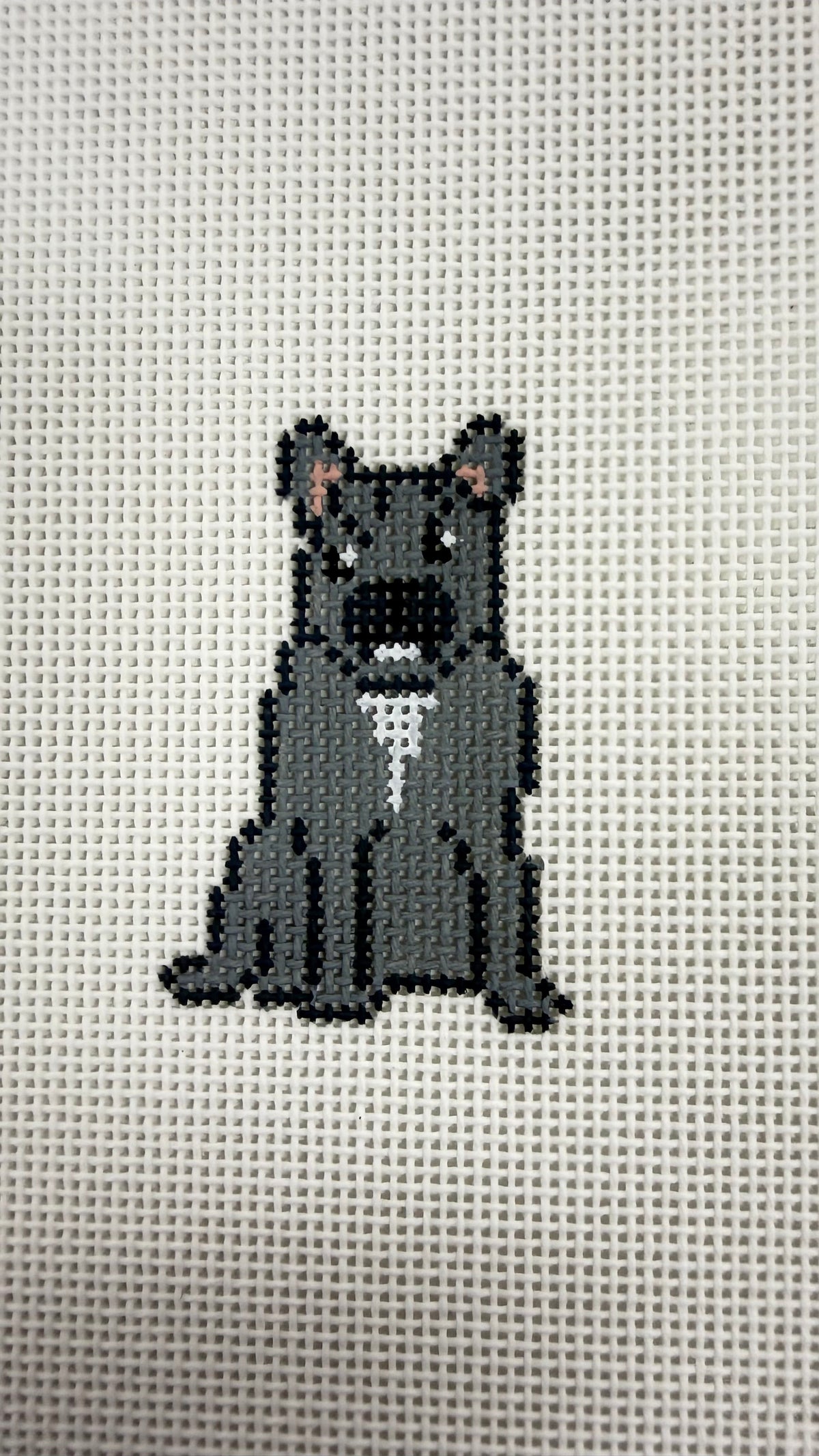 Mini Frenchie