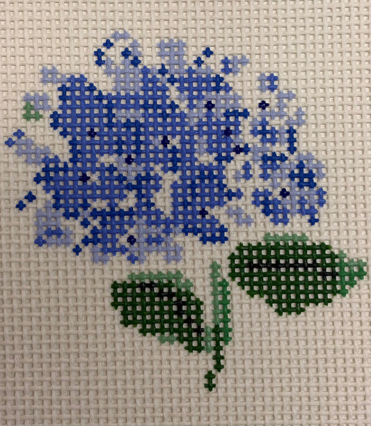 Hydrangea