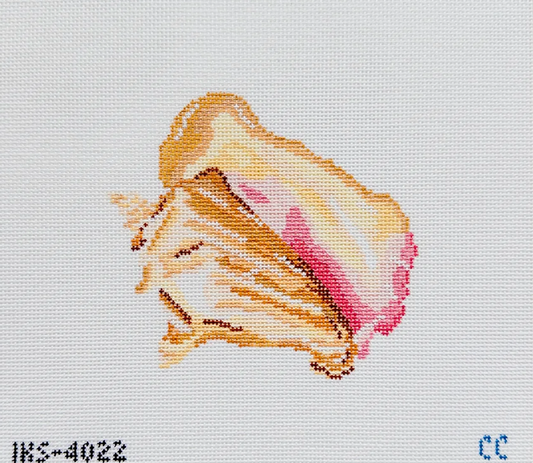 Queen Conch