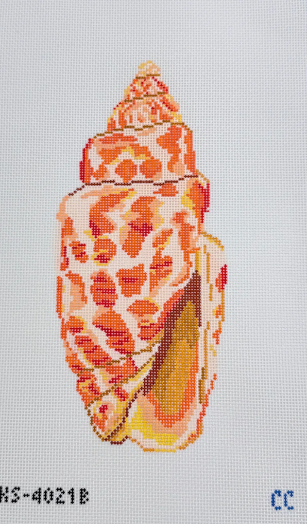 Miter Seashell